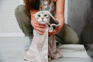 Virbac till katt.jpg